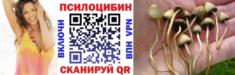 Купить где  Богородицк  Галлюциногенные грибы Magic Shrooms 